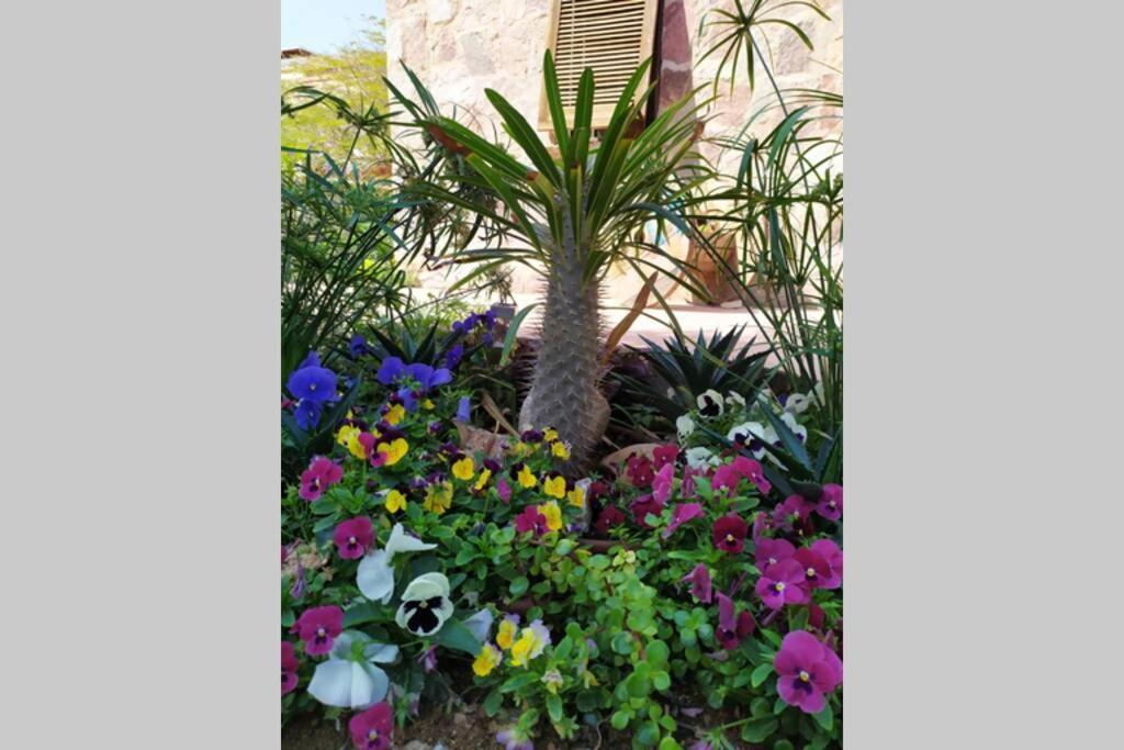 Eilat Stone - Patio אבן אילת - פטיו Exterior foto