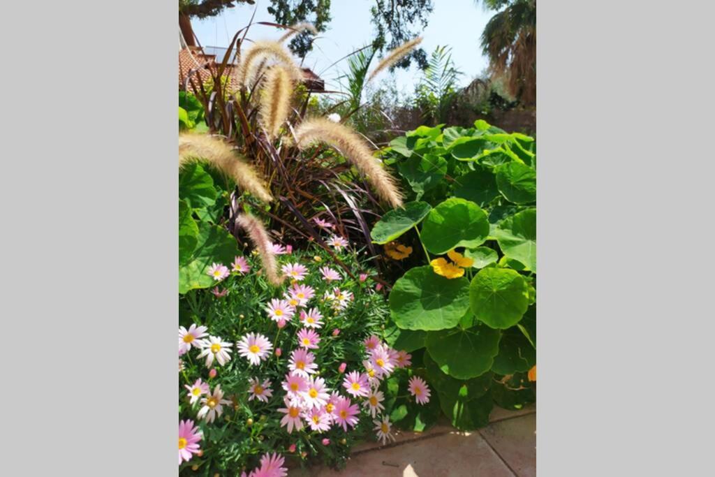 Eilat Stone - Patio אבן אילת - פטיו Exterior foto